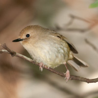 Large-billed Scrubwren